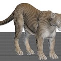 Lion Cougar 3d model