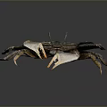 Dark Brown Aquatic Crab with Hard Shell and Long Claws Isolated on Smooth Dark Background