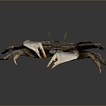 crab sea crab river crab hairy crab bread crab hermit crab big crab small crab marine animal fish 3d model