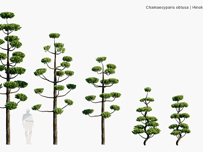 Modern landscape plant shrub hedge hedge landscape tree road tree garden plant road plant 3d model