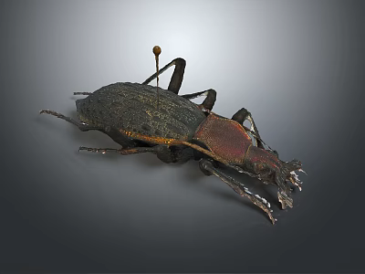Dark Colored Beetle With Red Head And Long Legs On Gray Background Surface 3d model