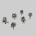 Multiple Green Leafy Arbor Trees With Thick Trunks Arranged On Black Backdrop 3d model