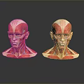 Medical Device Head Muscle Anatomical Models Showing Detailed Neck and Facial Muscle Structures