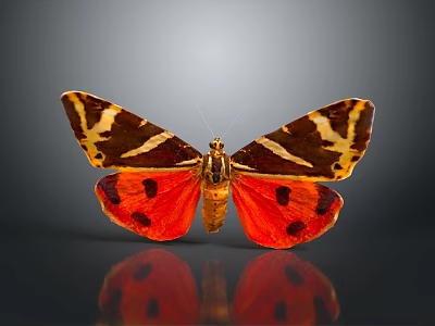 Vibrant Red Brown Butterfly With White Stripes And Black Spots On Gray Background With Reflection 3d model