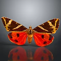 Vibrant Red Brown Butterfly With White Stripes And Black Spots On Gray Background With Reflection