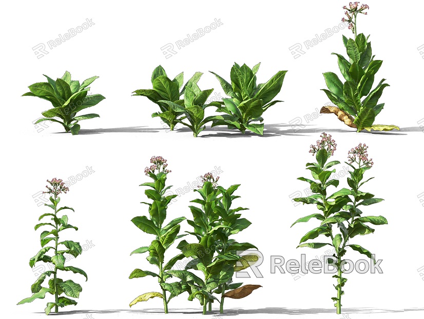 tobacco herb shrub plant traditional chinese medicine plant shrub plant vegetable wild vegetable tobacco leaf flue-cured tobacco plant shrub plant combination courtyard shrub model