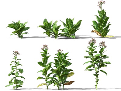 tobacco herb shrub plant traditional chinese medicine plant shrub plant vegetable wild vegetable tobacco leaf flue-cured tobacco plant shrub plant combination courtyard shrub 3d model