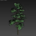 Slender Pine Tree With Green Needles And Extending Branches On Dark Background