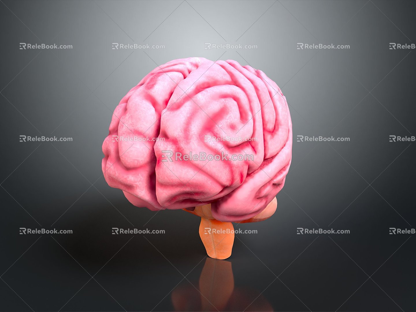 Human Brain Human Brain Brain Structure Head Planer Face Human Head Planer Face Human Brain Planer Face Structure 3d model