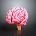 Medical Device 3D Anatomical Brain Model For Educational And Research Use 3d model