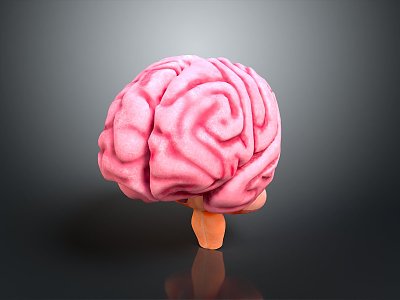 Human Brain Human Brain Structure Head Planer Face Human Head Planer Face Human Brain Planer Face Structure 3d model