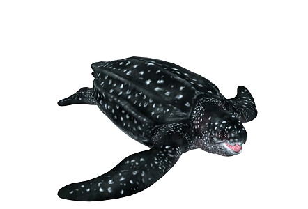 PBR leatherback turtle giant turtle reptile leather turtle seven leatherback turtle sampan turtle swallow turtle with animated 2016443911 3d model