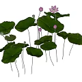 Beautiful Blooming Lotus Potted Plant With Green Leaves And Pink Flowers