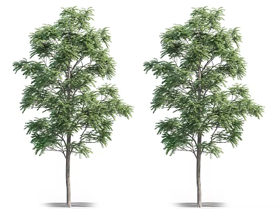 Two Green Arbor Trees With Dense Foliage And Straight Trunks 3d model