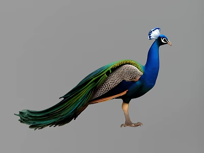 Vibrant Green And Blue Reptile With Long Tail Standing On Gray Background 3d model