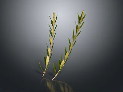 Green Plant Branches With Slender Leaves On Gray Background And Reflection 3d model