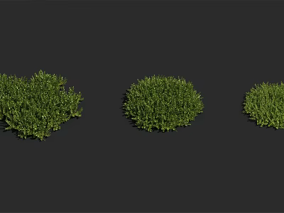 Three Round Green Shrubs of Different Sizes for Garden Landscaping 3d model