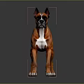 Brown And Black Brindle Boxer Dog Standing On Smooth Gray Background With Reflective Surface