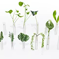 Transparent Glass Test Tube Vases with Various Green Plants Long Broad Leaves and Hanging Vines