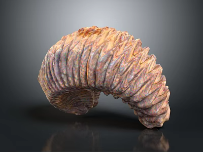 Detailed Spiral Organ Model With Orange Purple Color And Hair Like Textured Surface 3d model