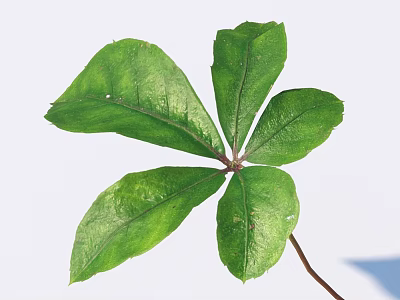 Fresh Green Leaf With Five Lobes And Visible Veins On White Background 3d model