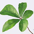 Fresh Green Leaf With Five Lobes And Visible Veins On White Background