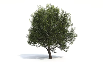 Vibrant Green Arbor With Lush Foliage Full Canopy And Sturdy Trunk 3d model