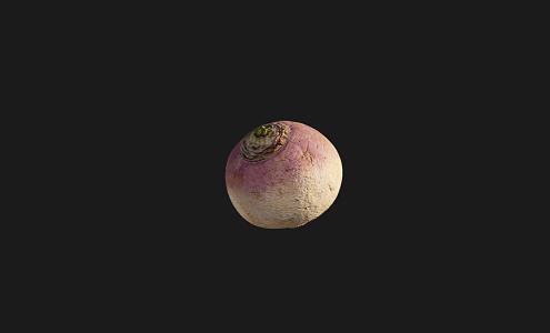 Vegetable radish 3d model