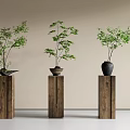 Minimalist Bonsai Plants On Wooden Pedestals With Various Pots And Green Foliage