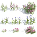 Beautiful Flowers And Plants Featuring Pink Purple Blooms Slender Leaves And Sunlit Shadows