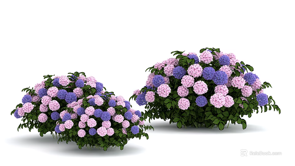 Beautiful Purple And Pink Hydrangea Flowers With Green Leaves In Garden Clusters 3d model 