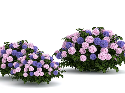 Beautiful Purple And Pink Hydrangea Flowers With Green Leaves In Garden Clusters 3d model