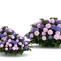 Beautiful Purple And Pink Hydrangea Flowers With Green Leaves In Garden Clusters