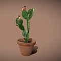 Potted Cactus With Green Paddle Shaped Leaves And Yellow Flowers In Terracotta Pot