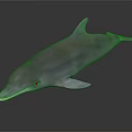 Realistic 3D Rendered Dolphin Model With Smooth Grayish Texture And Reflection