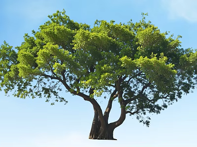 Tall Arbor With Lush Green Foliage Thick Trunk Multiple Branches And Blue Sky 3d model