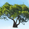 Tall Arbor With Lush Green Foliage Thick Trunk Multiple Branches And Blue Sky