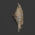 Spiky Conch Marine Animal With Spiral Shell On Dark Reflective Background