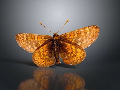Orange and brown butterfly with patterned wings perched on reflective surface against dark background 3d model