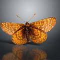 Orange and brown butterfly with patterned wings perched on reflective surface against dark background 3d model