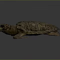 Sea Turtle With Detailed Shell Texture And Extended Limbs On Gray Background 3d model