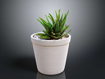 Green Striped Succulent Plant In White Terracotta Pot With Small Pebbles 3d model