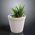 Green Striped Succulent Plant In White Terracotta Pot With Small Pebbles