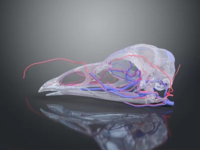 Transparent Bird Skull 3D Rendering Showing Red And Blue Vascular Structures With Reflection 3d model