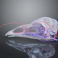 Transparent Bird Skull 3D Rendering Showing Red And Blue Vascular Structures With Reflection 3d model