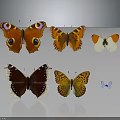 Multiple Colorful Butterflies With Eye Spots And Patterns On Gray Background With Reflections