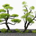 New Chinese Style Pine Tree Lohan Pine Old Pile Landscape Tree Arbor Moss Stone Landscape Tree 3d model