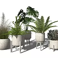 Stylish Potted Plants Display with Different Green Plants White Woven Pots and Stands