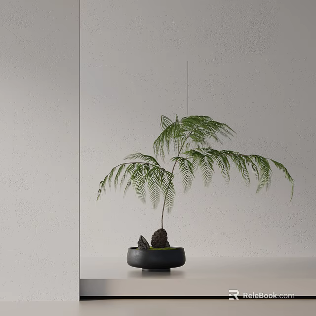 Bonsai Potted Plant With Feathery Green Leaves In Black Pot On White Tabletop 3d model 