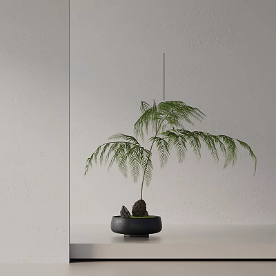 Bonsai Potted Plant With Feathery Green Leaves In Black Pot On White Tabletop 3d model
